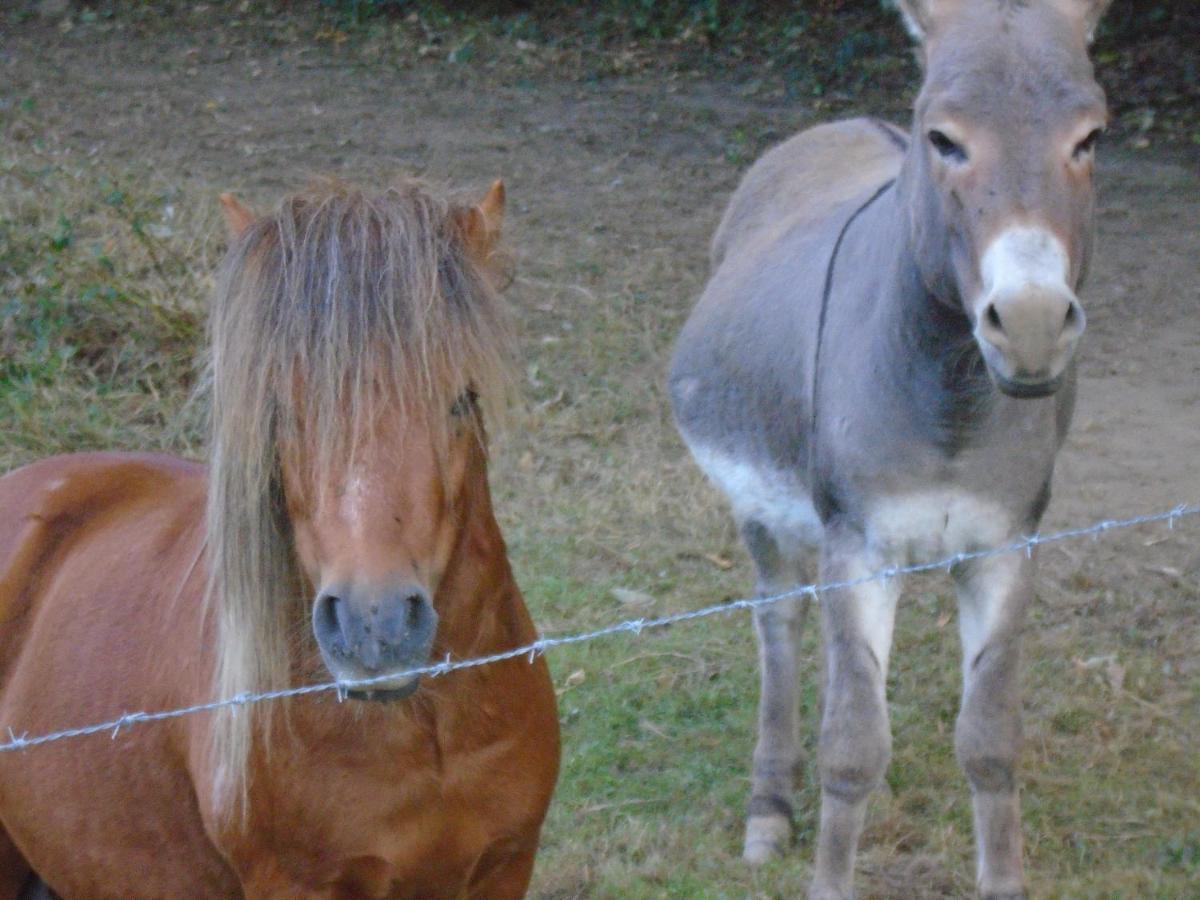 Deux étangs poissonneux au milieu des bois avec gîte moderne, la halte des deux lacs Rosée Exterior foto