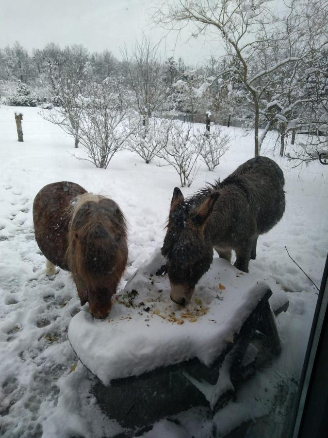 Deux étangs poissonneux au milieu des bois avec gîte moderne, la halte des deux lacs Rosée Exterior foto